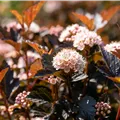 Physocarpus Tiny Wine