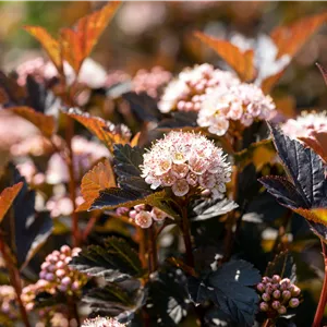 Physocarpus opulifolius 'Tiny Wine' -R-