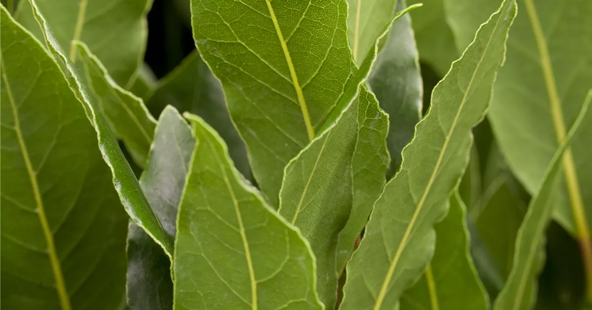 Laurus nobilis