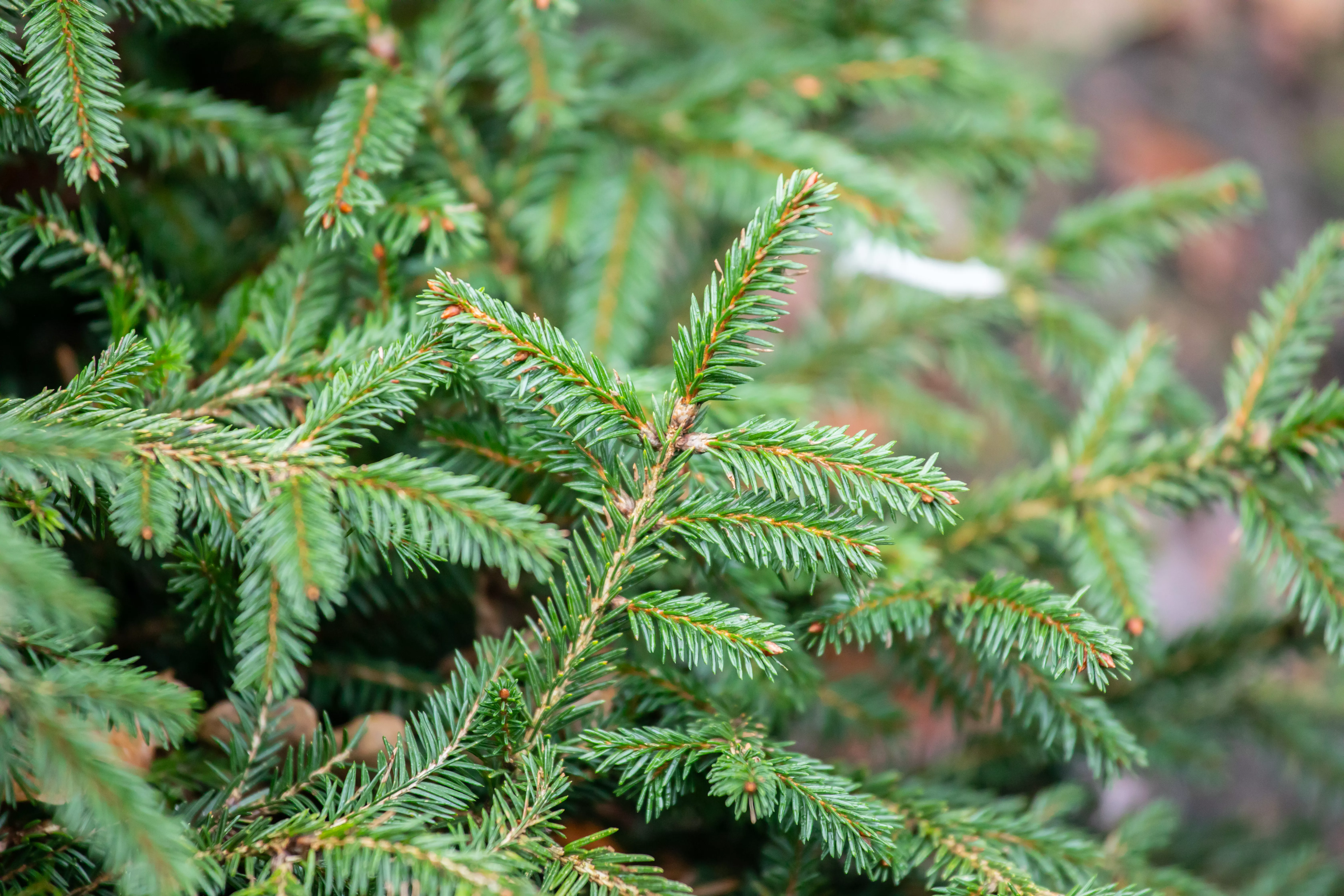 Picea abies 'Pumila Glauca'
