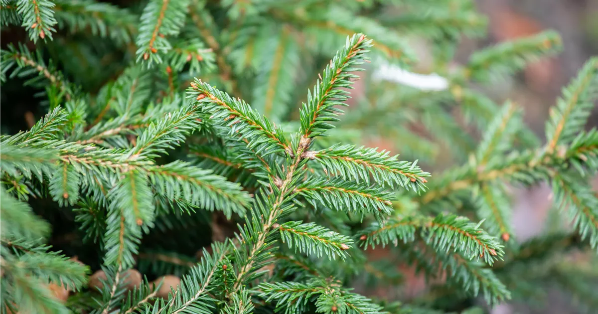 Picea abies 'Pumila Glauca'