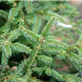 Picea abies 'Pumila Glauca'