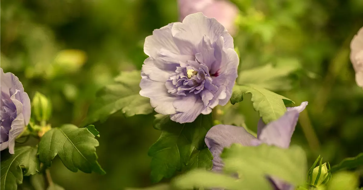 Hibiscus syriacus 'Lavender Chiffon' -R-