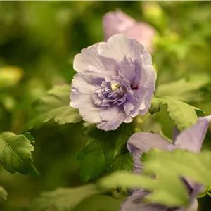 Hibiscus syriacus 'Lavender Chiffon' -R-