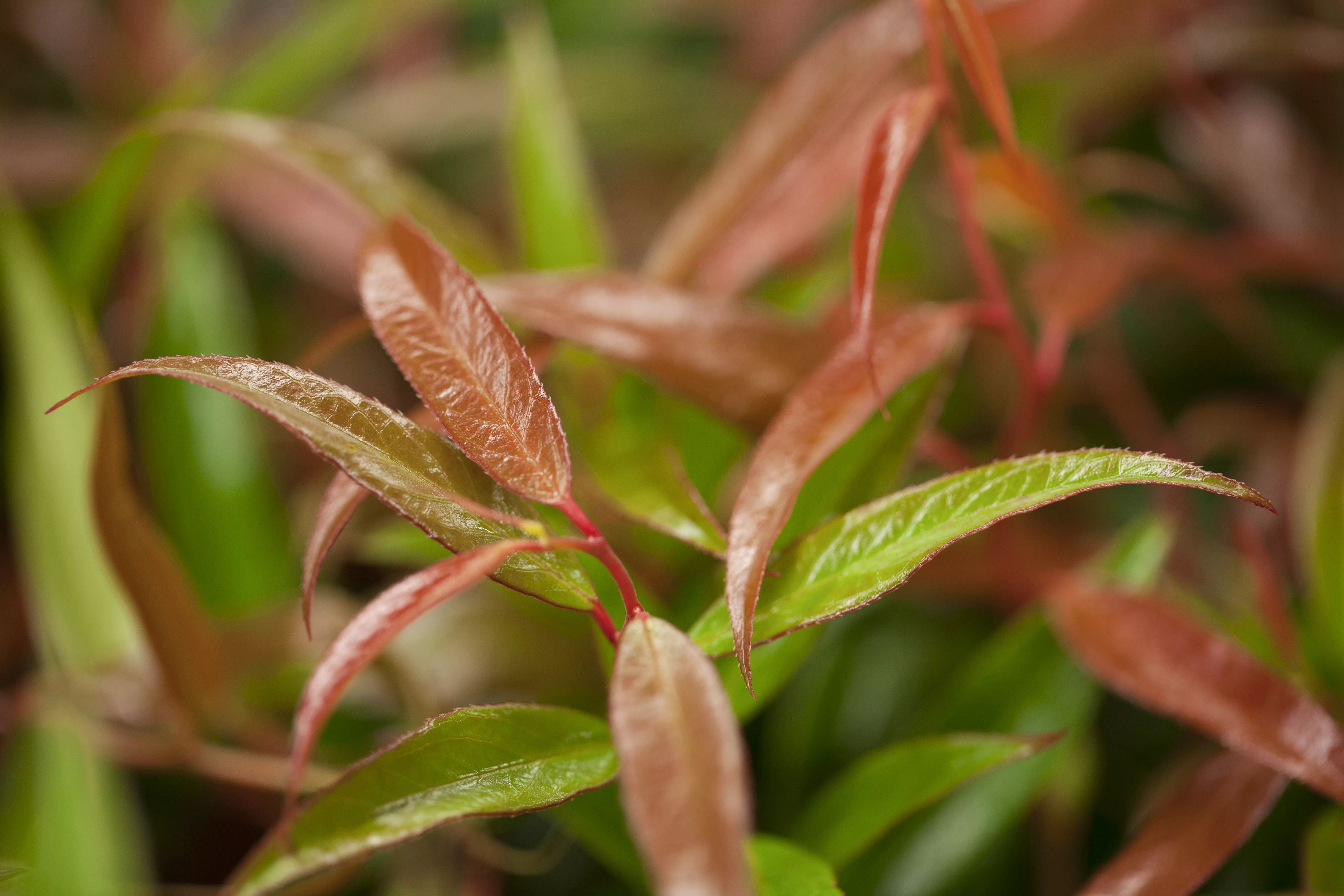 Leucothoe keiskei ' Burning Love'