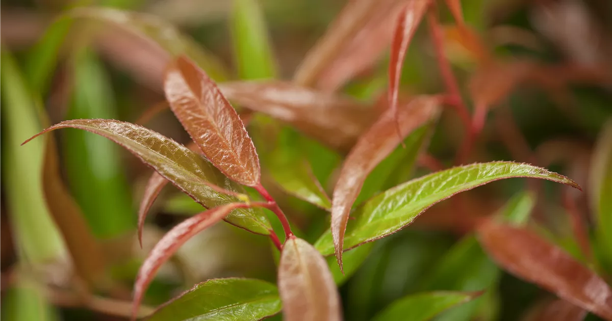 Leucothoe keiskei ' Burning Love'
