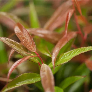 Leucothoe keiskei ' Burning Love'