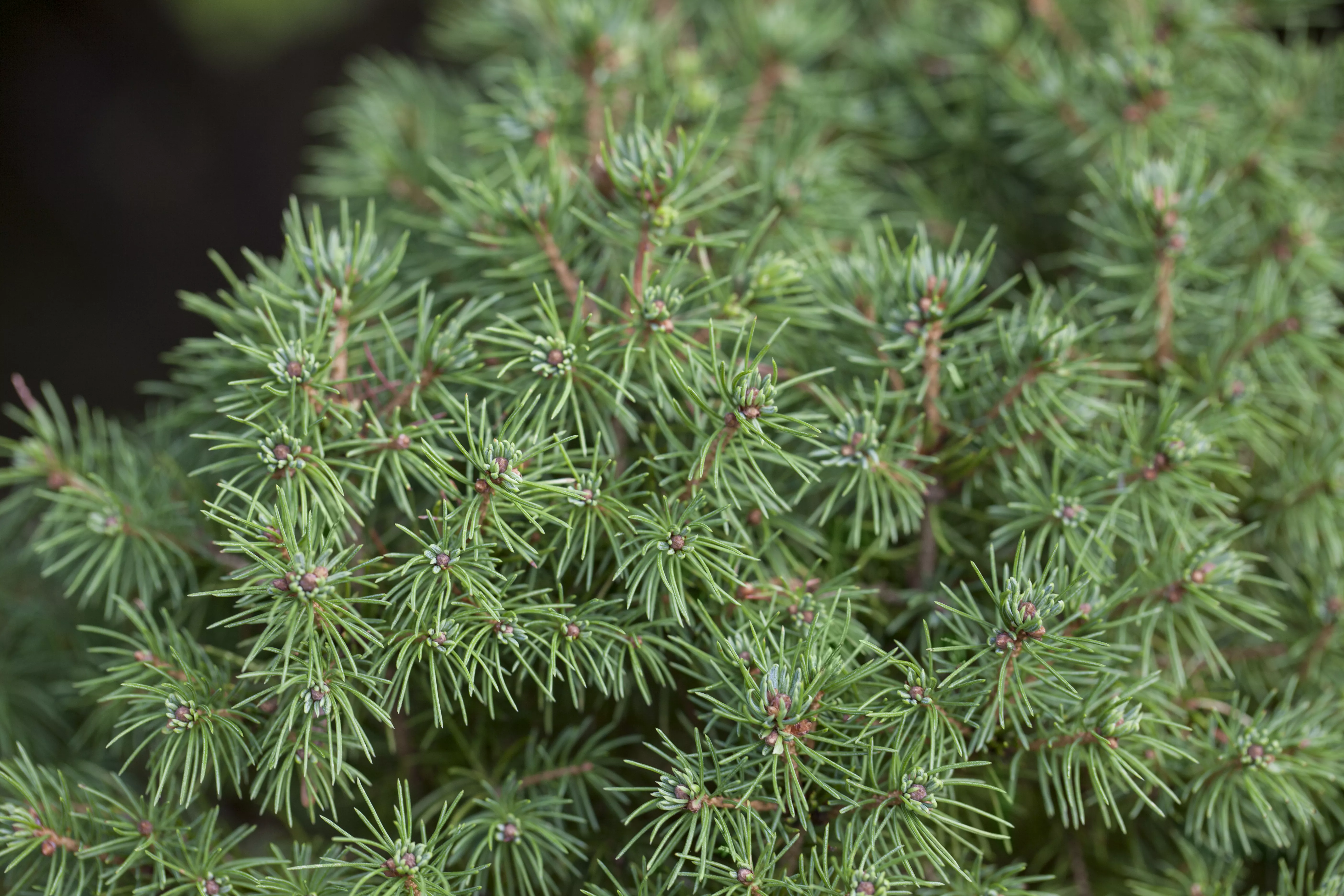 Picea glauca 'Rainbow's End'