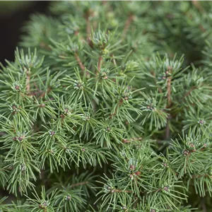 Picea glauca 'Rainbow's End'