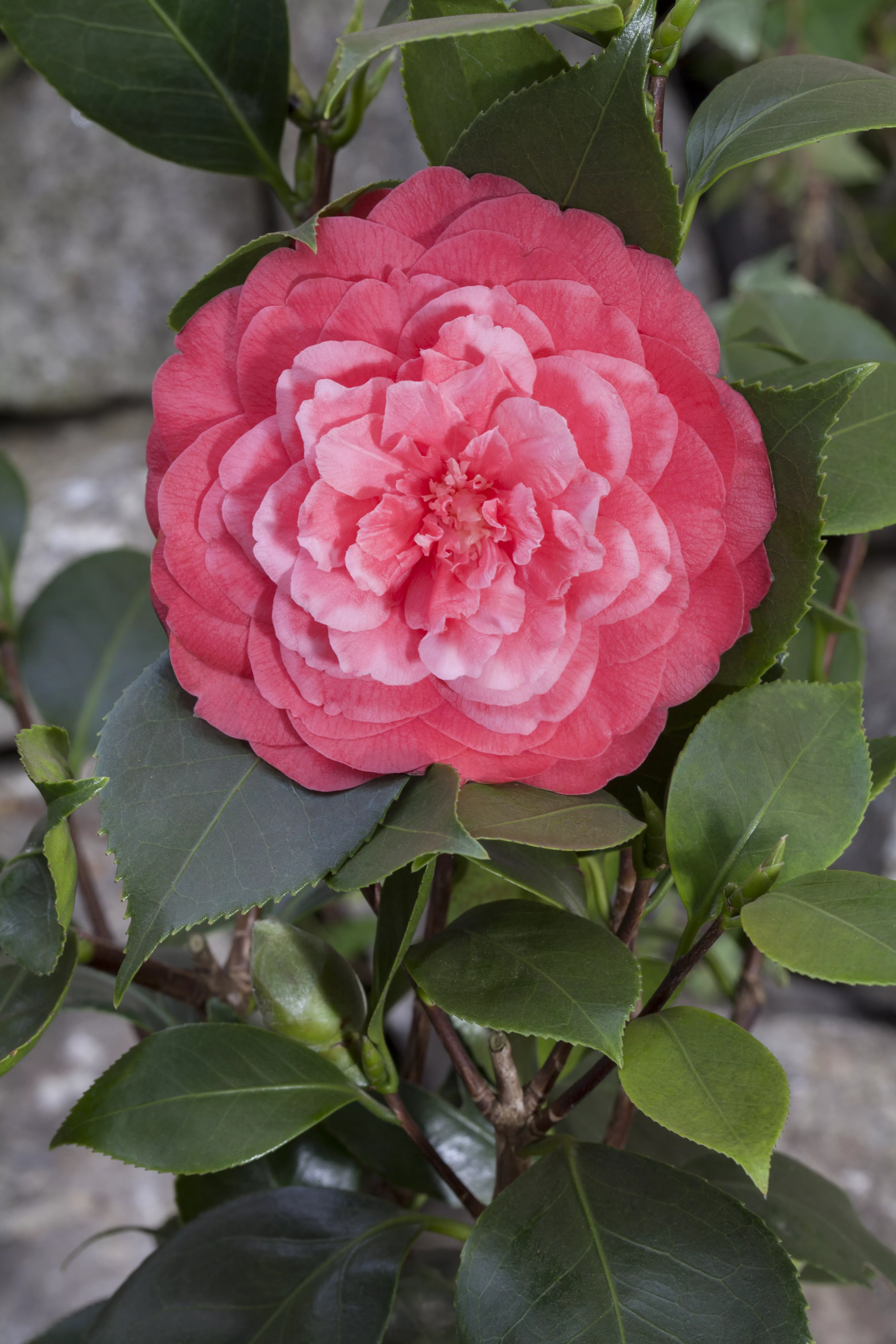 Camellia japonica