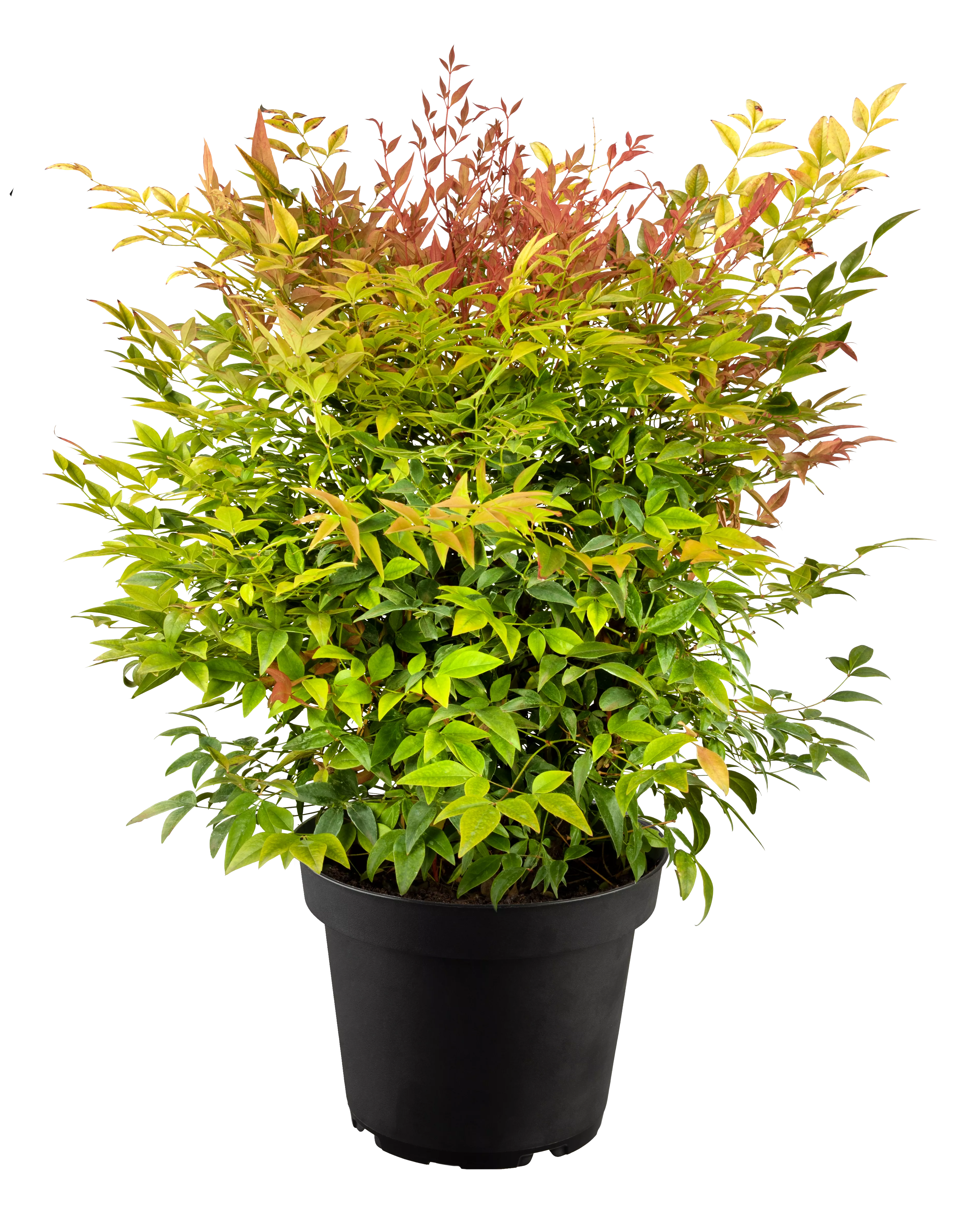 Nandina domestica 'Gulf Stream'