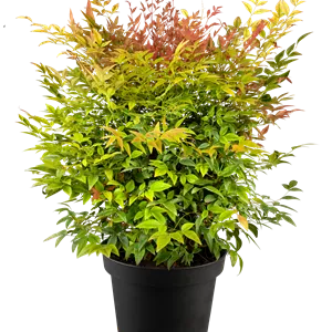 Nandina domestica 'Gulf Stream'