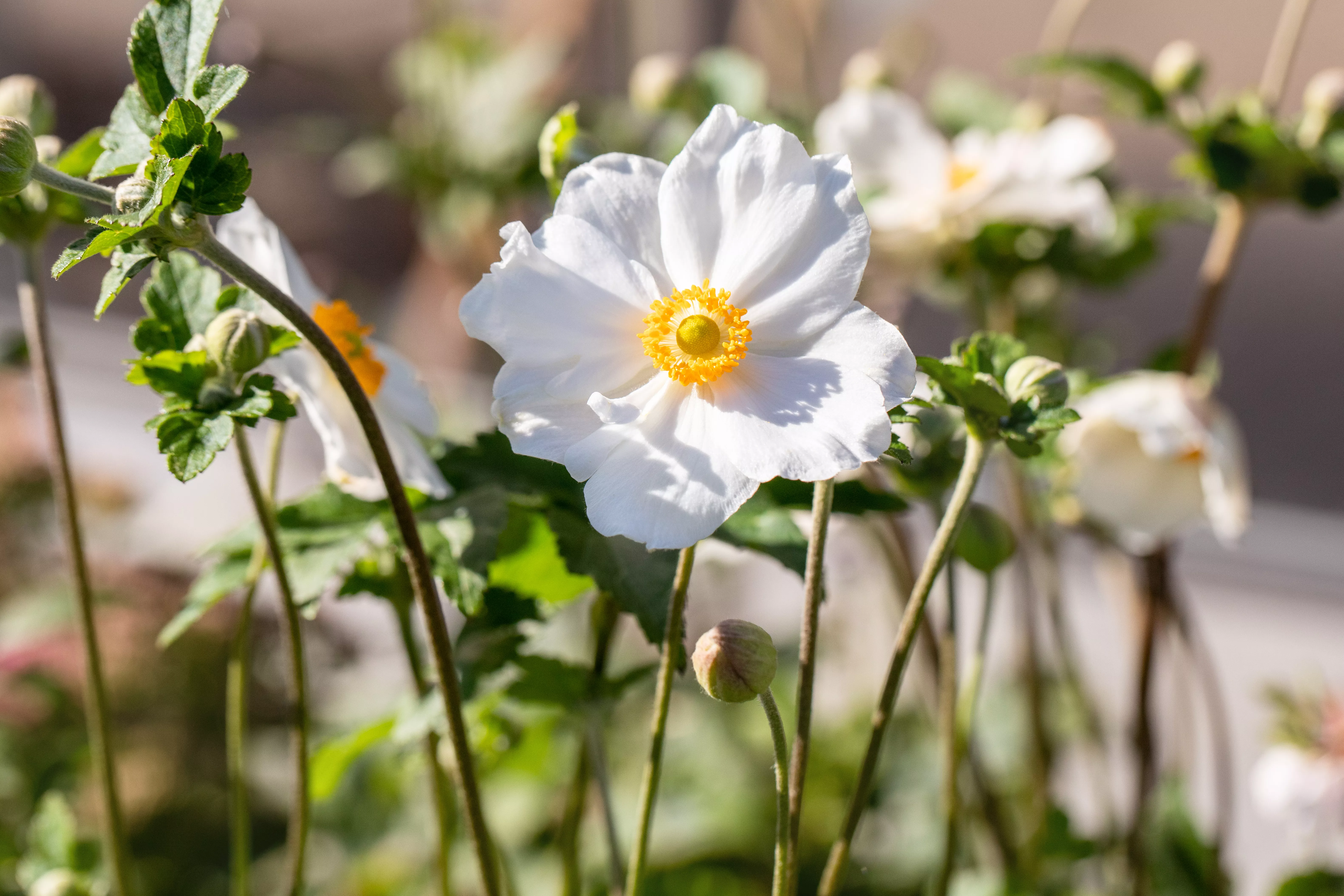 Anemone japonica 'Andrea Atkinson'