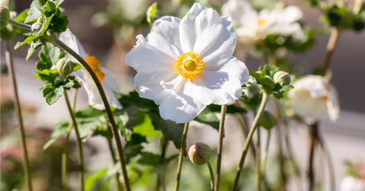Anemone japonica 'Andrea Atkinson'