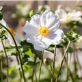 Anemone japonica 'Honorine Jobert'