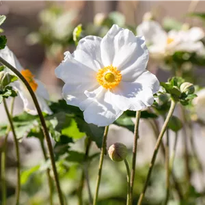 Anemone japonica 'Andrea Atkinson'