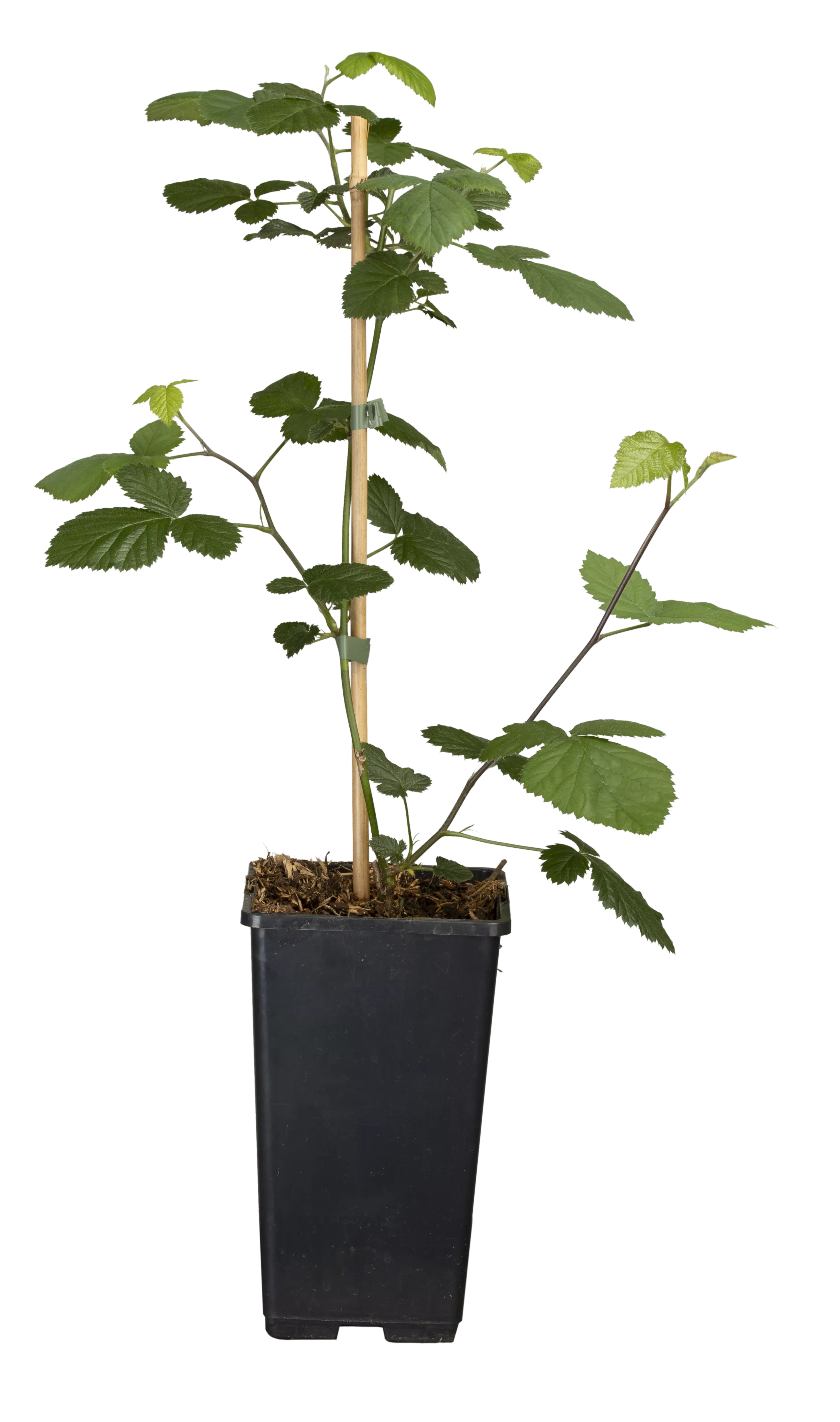 Rubus frut.'Loch Ness' CAC