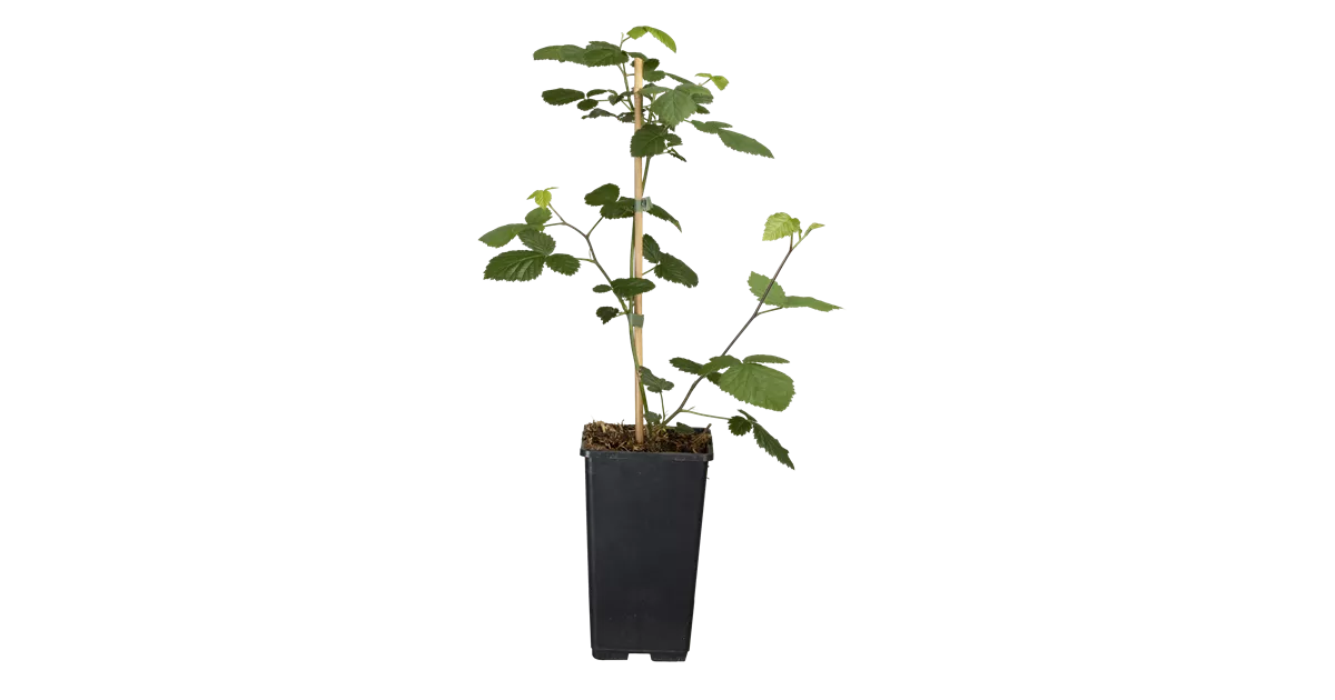 Rubus frut.'Loch Ness' CAC