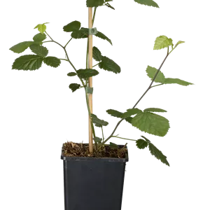 Rubus frut.'Loch Ness' CAC