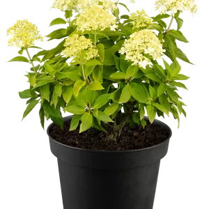 Hydrangea panic. 'Little Spooky' -R-