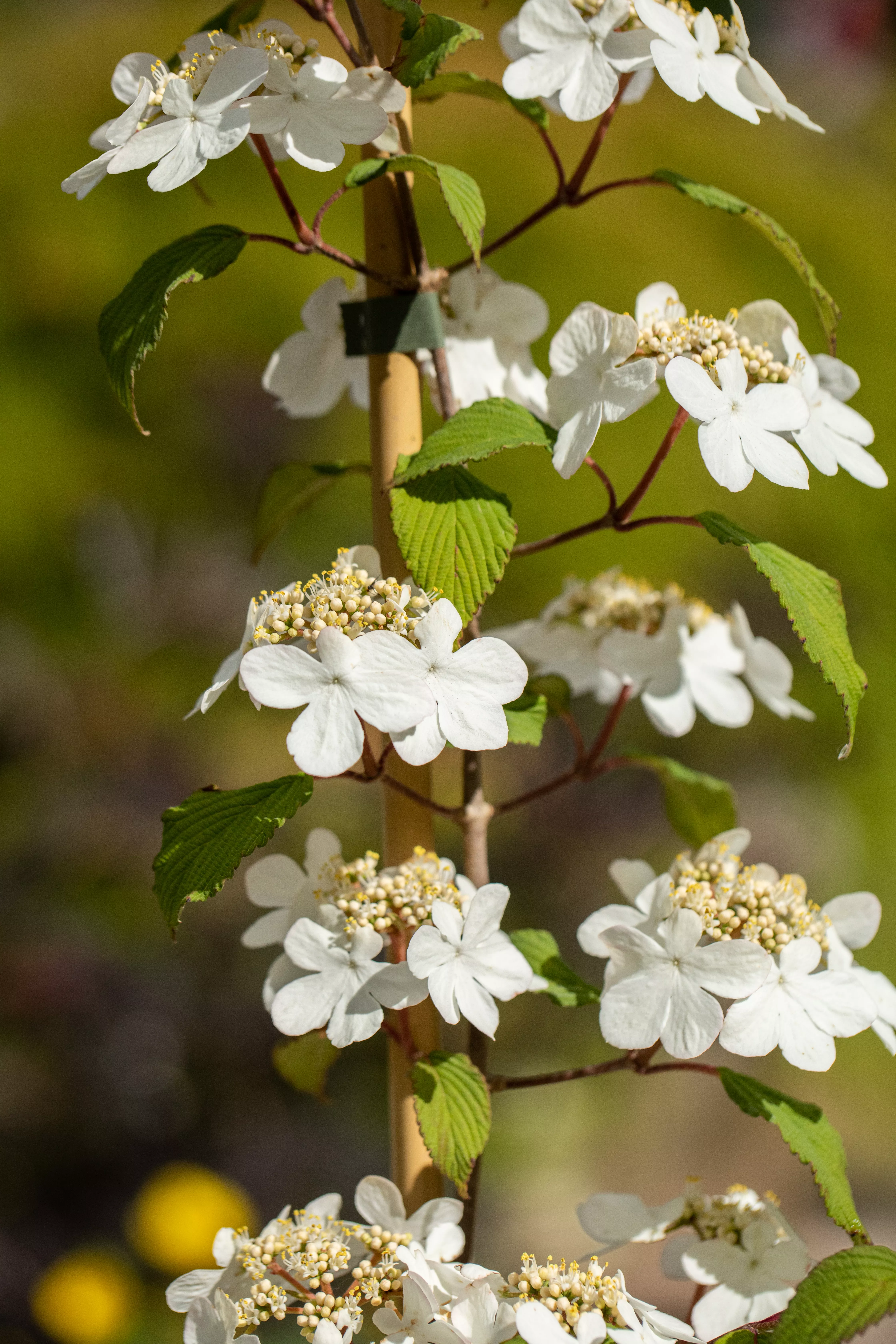 Viburnum plicatum 'Kilimandjaro' -R-