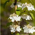 Viburnum plicatum 'Kilimandjaro'®