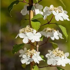 Viburnum plicatum 'Kilimandjaro' -R-