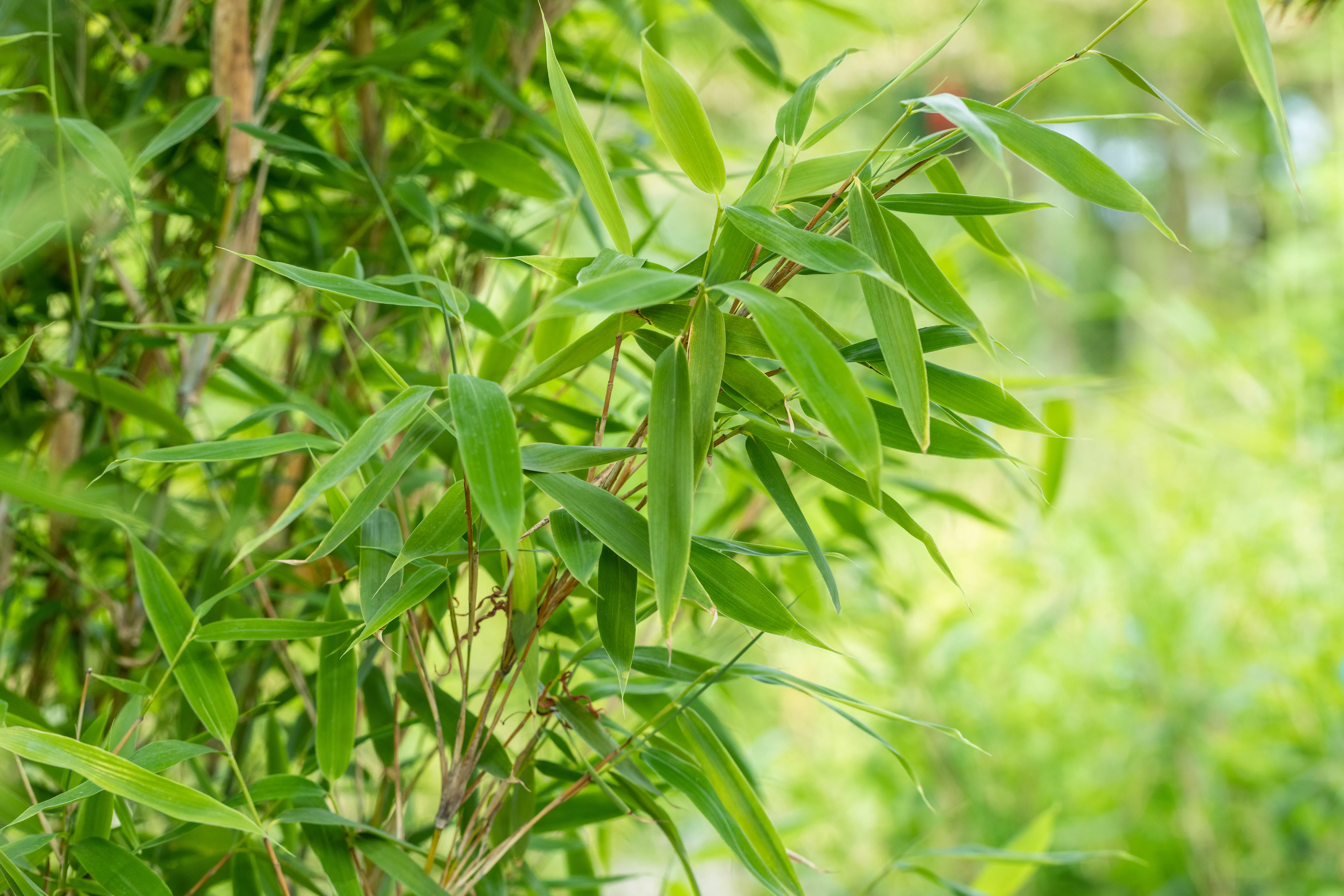Fargesia murielae 'Jumbo'