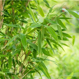 Fargesia murielae 'Jumbo'