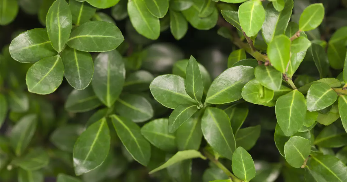 Ilex crenata