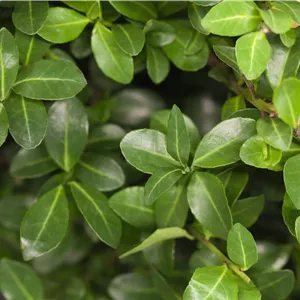 Ilex crenata