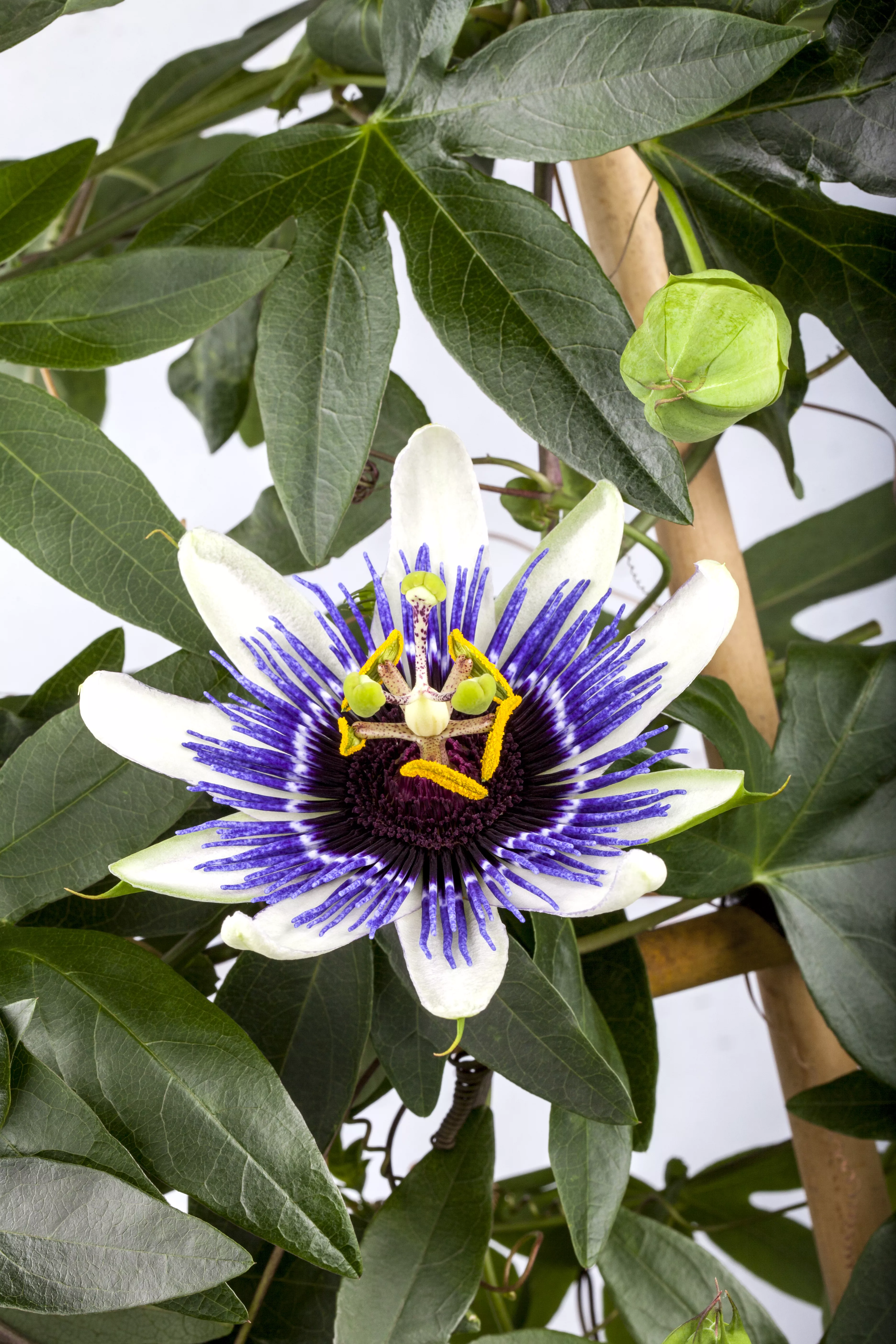 Passiflora caerulea