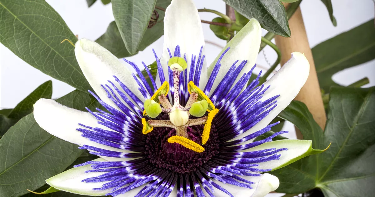 Passiflora caerulea