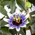 Passiflora caerulea 'Silly Cow'