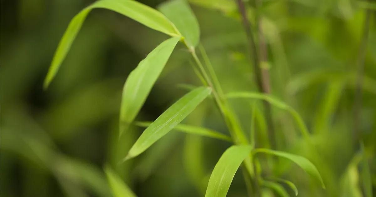 Fargesia nitida 'Great Wall'