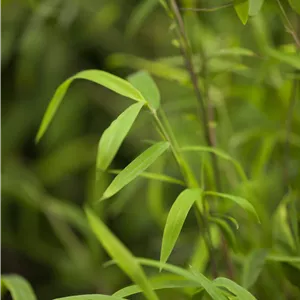 Fargesia nitida 'Great Wall'