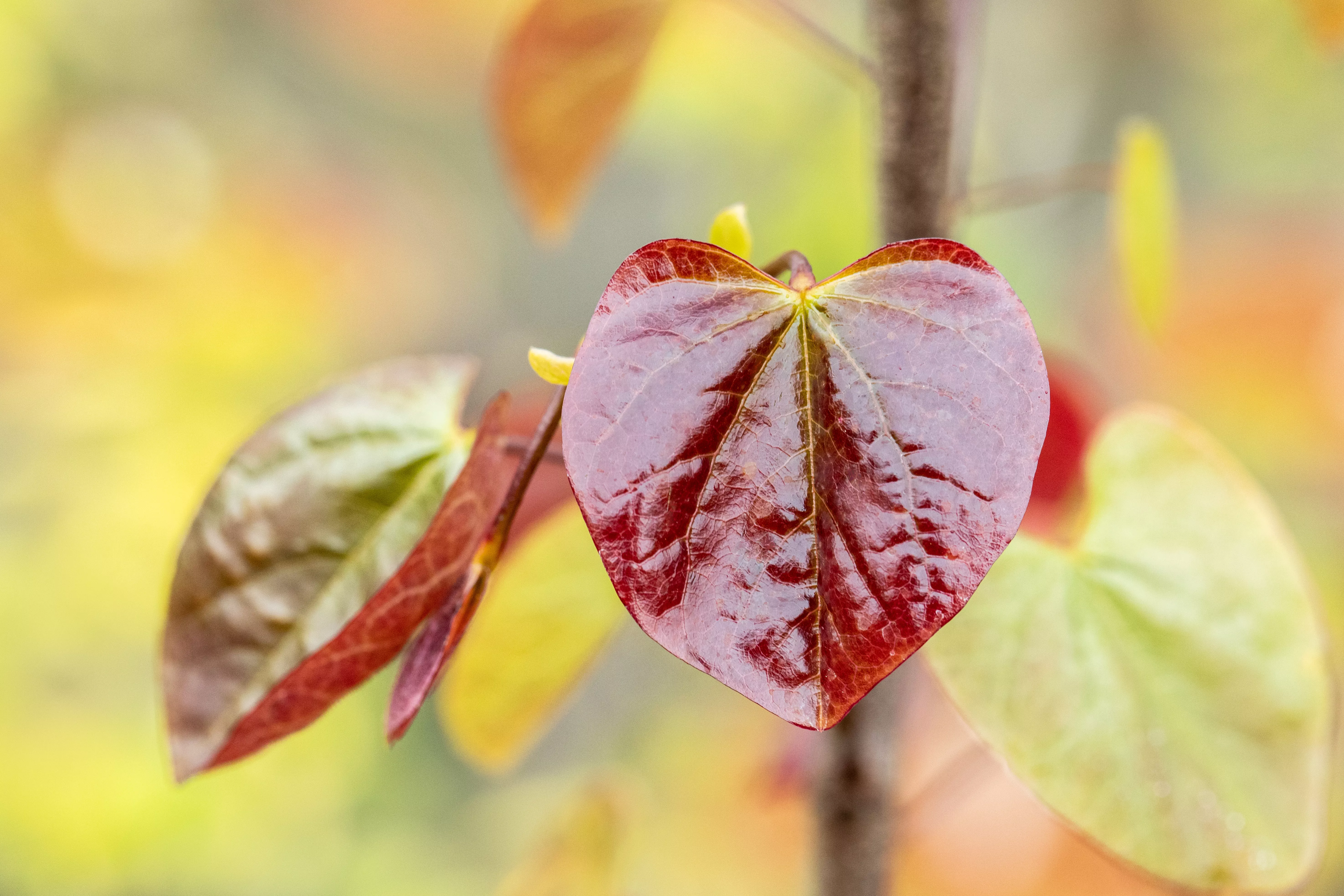 Cercis canadensis 'Merlot'