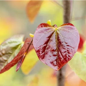 Cercis canadensis 'Merlot'