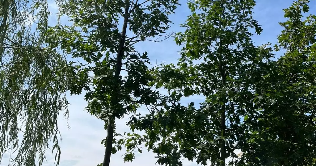 Quercus rubra