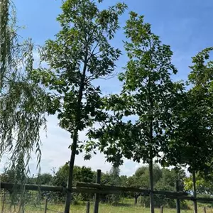 Quercus rubra