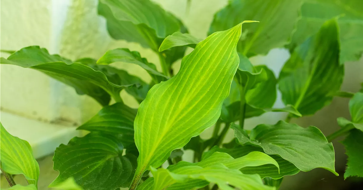 Hosta lancifolia
