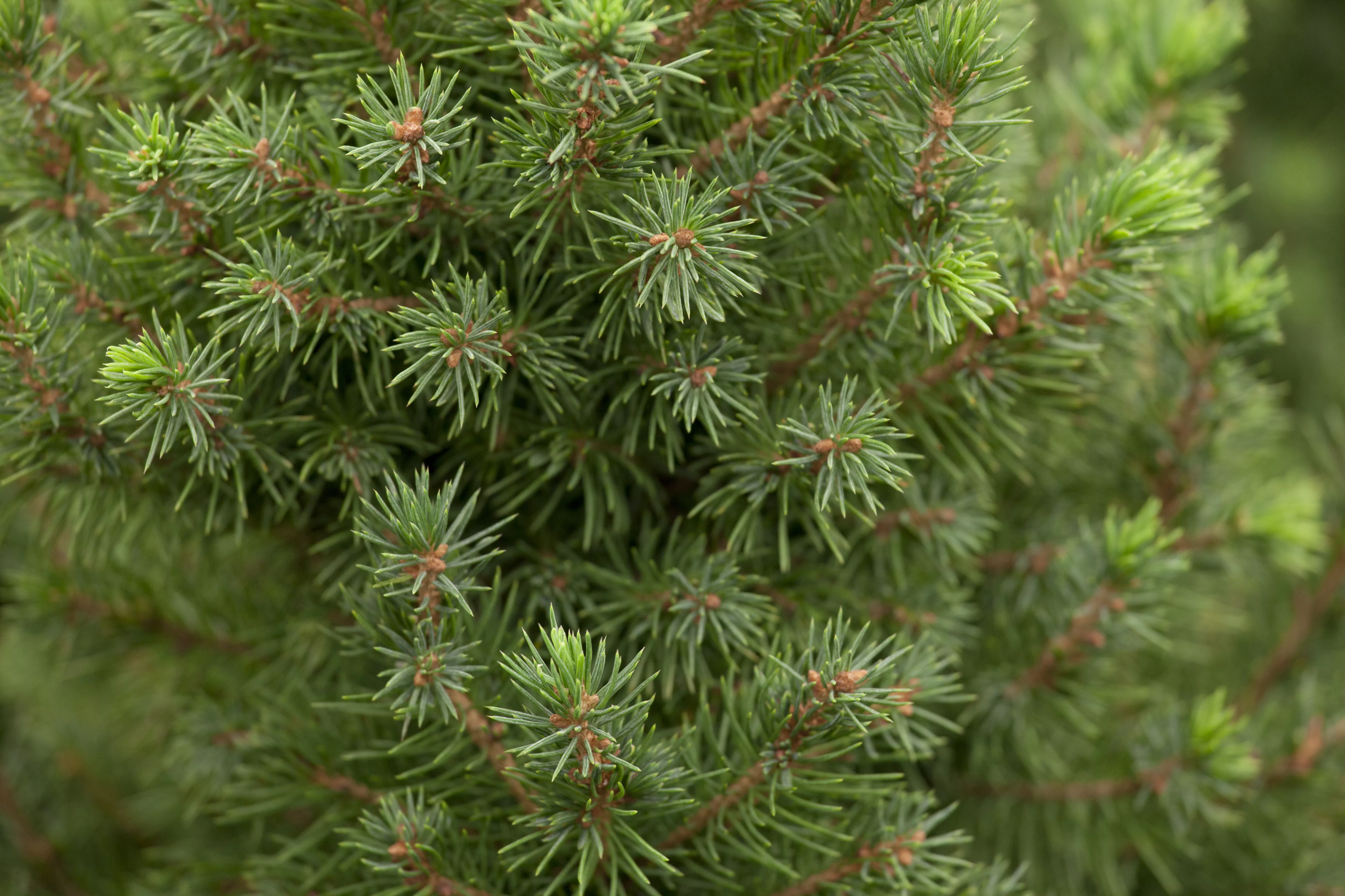 Picea glauca 'Perfecta'