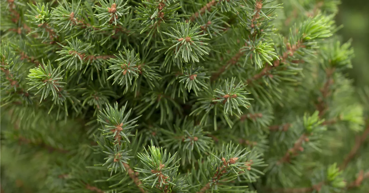 Picea glauca 'Perfecta'