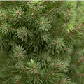 Picea glauca 'Conica'