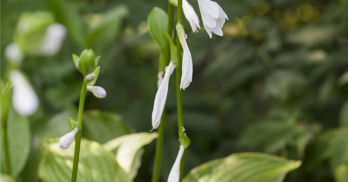 Hosta plantaginea 'Royal Standard'