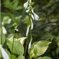 Hosta plantaginea 'Royal Standard'