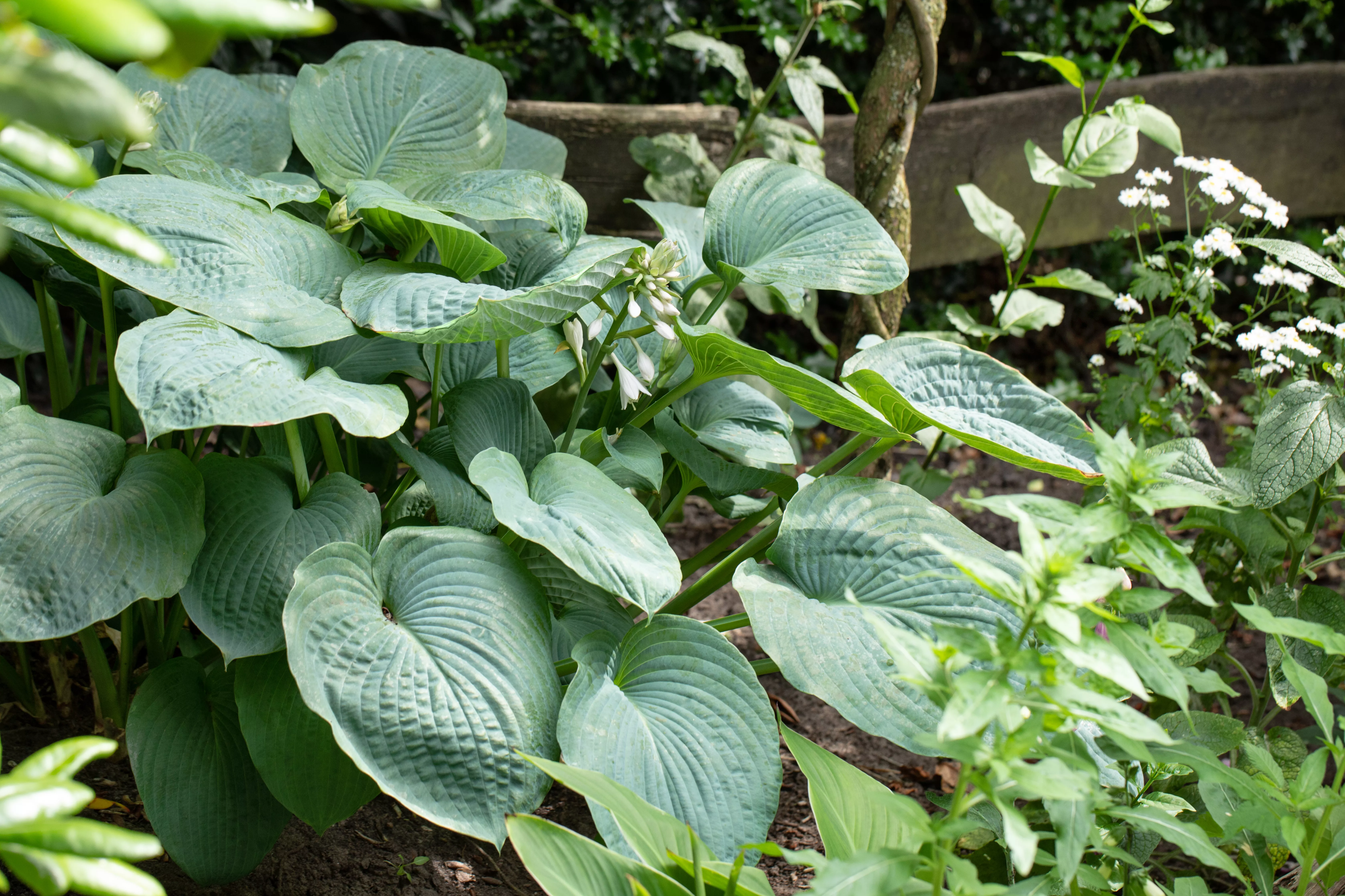 Hosta sieboldiana 'Buckshaw Blue'