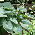 Hosta sieboldiana
