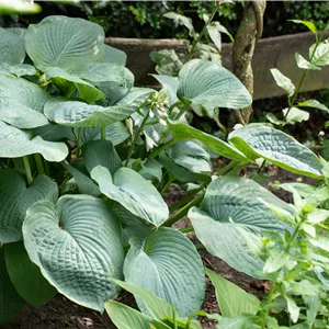 Hosta sieboldiana 'Buckshaw Blue'