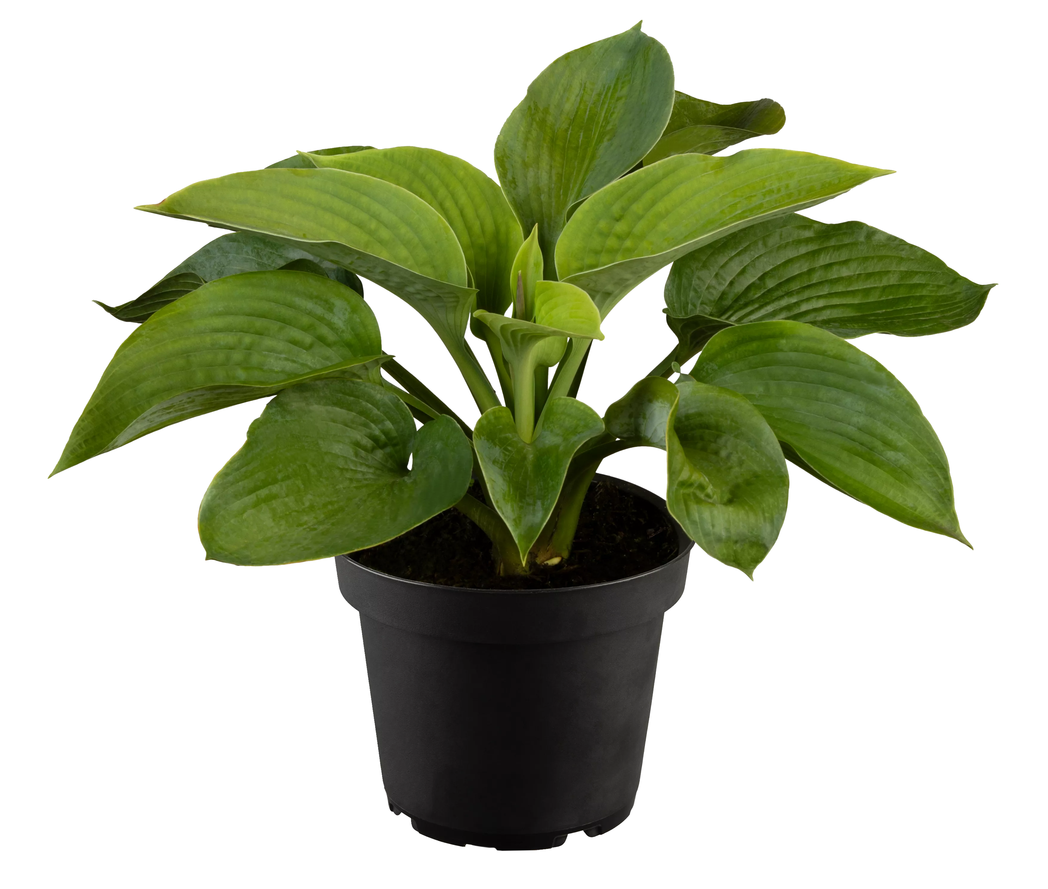 Hosta sieboldiana 'Elegans'